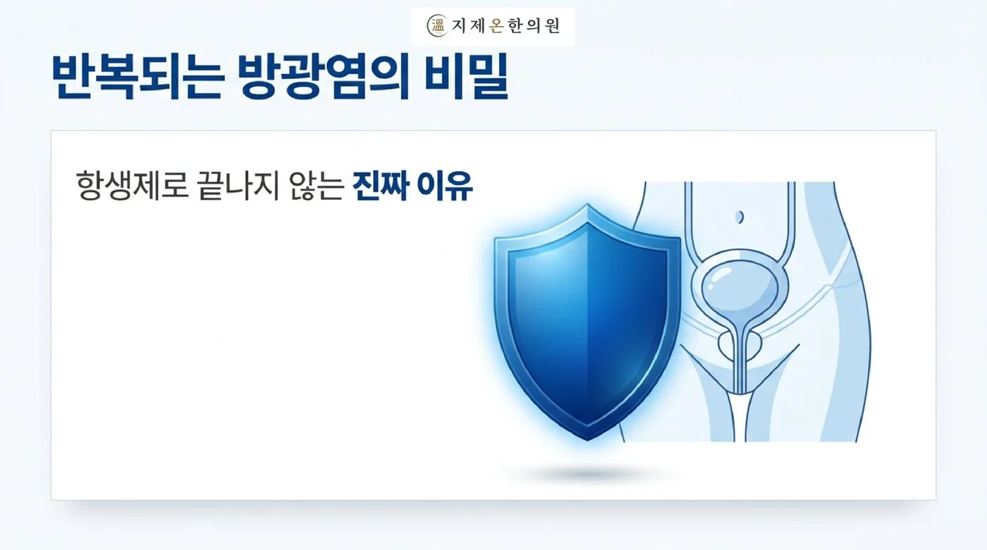 항생제로 끝나지 않는 반복되는 방광염, 방광을 지키는 방패 그림