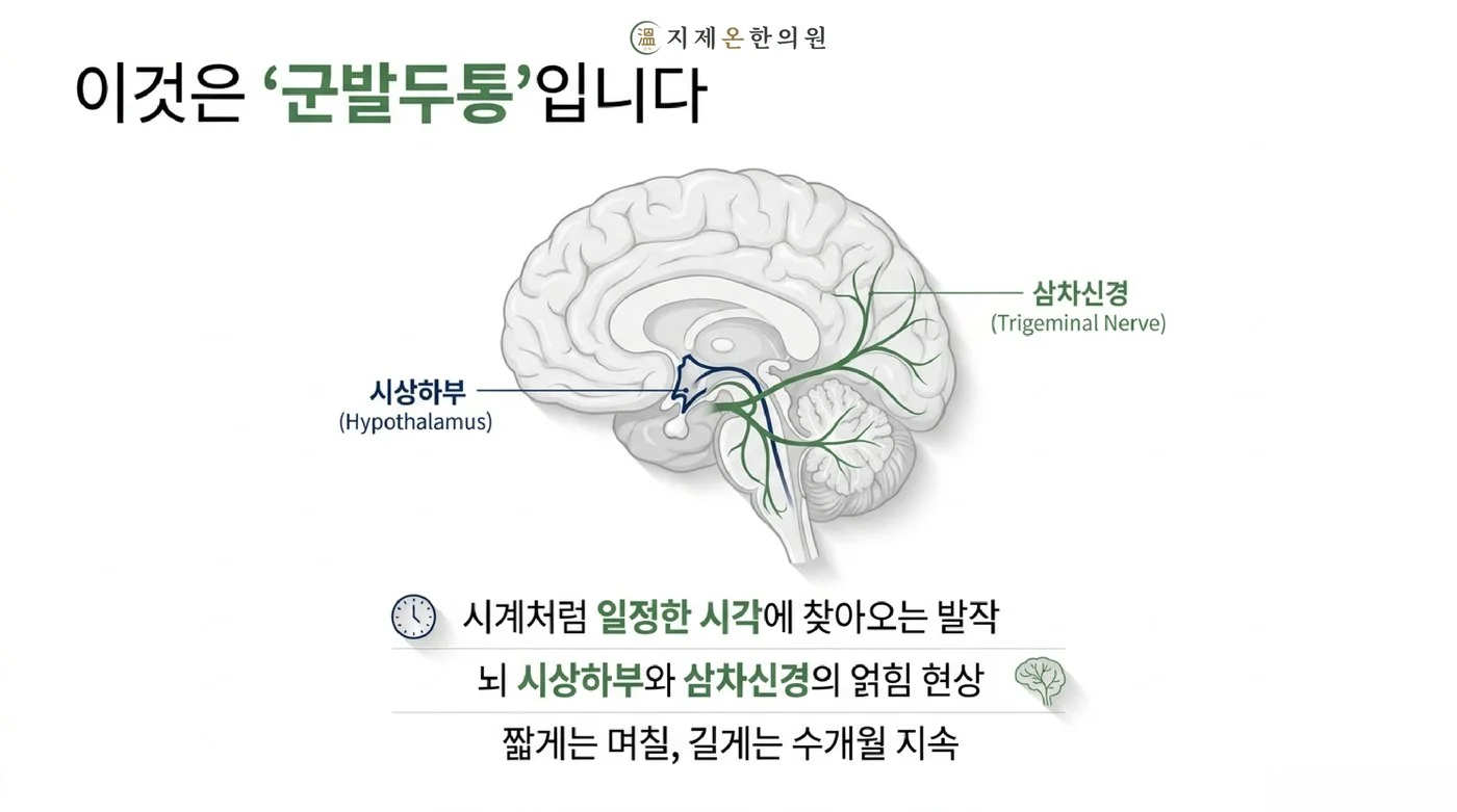 뇌의 시상하부와 삼차신경이 얽혀 시계처럼 일정한 시각에 발작이 찾아오는 군발두통의 기전