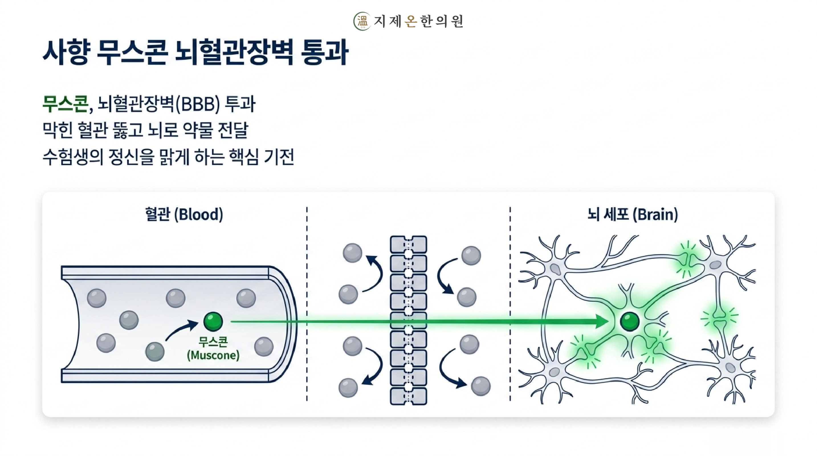 사향 무스콘, 뇌혈관장벽 통과